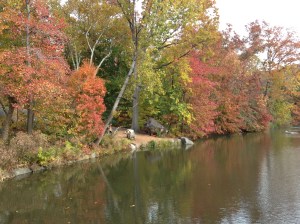 Autumn in Central Park
